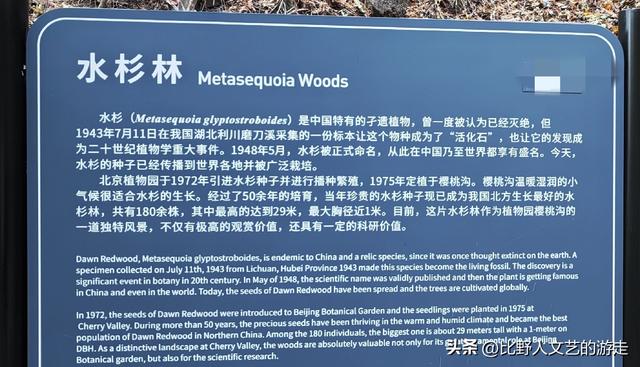 北京：焦糖色的秋日正当时，还有美味素食+直达专列，走啦！