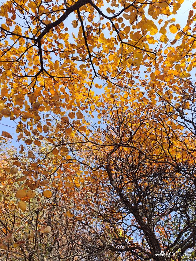 又见山山红叶飞