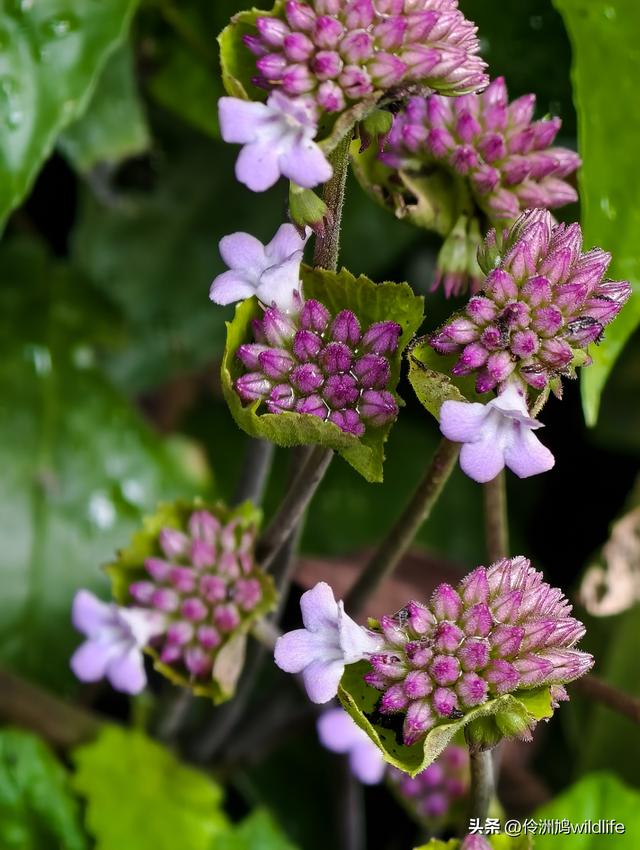 马来西亚(32)砂拉越州⑥世界遗产尼亚洞窟探险