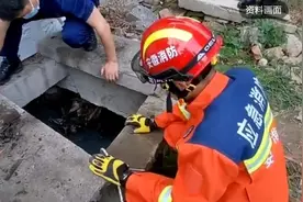 悲惨!河南商丘一女子上厕所时掉落茅坑溺亡!另有隐情!图片