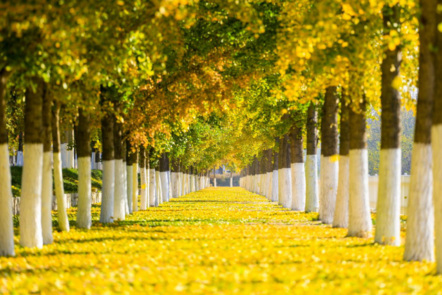 莱州的秋天就要这么玩！这个周末，来小草沟chill一下吧~