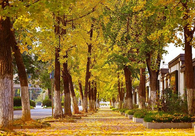 满园银杏落秋风！黄石这些地方进入颜值巅峰期