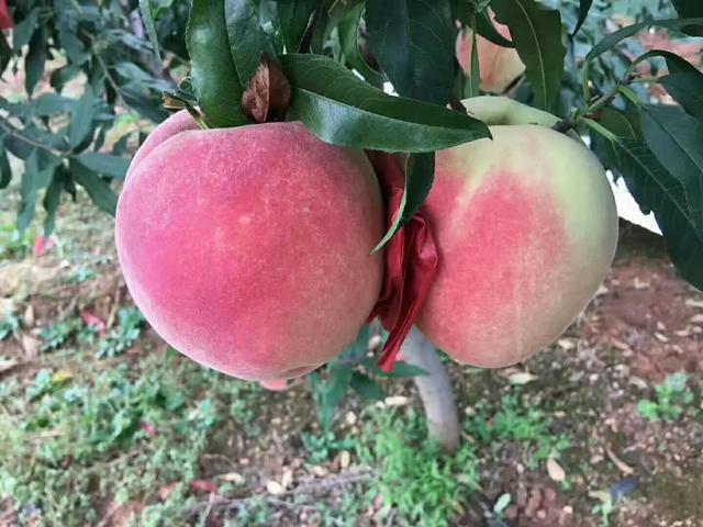 为啥山东盛产“巨人级”物产？看气候、科技与文化联动