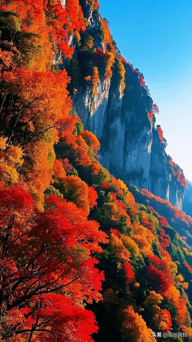 晨雾漫过秋山肩，层林燃作赤金焰