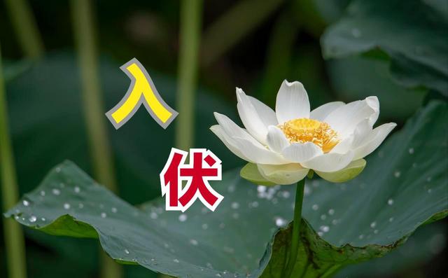 今日入伏，老人说最怕“入伏一日雨”，入伏天下雨有啥预兆？