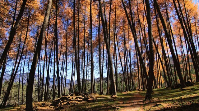 最佳观赏期！雅安的红叶彩林“封神”啦！