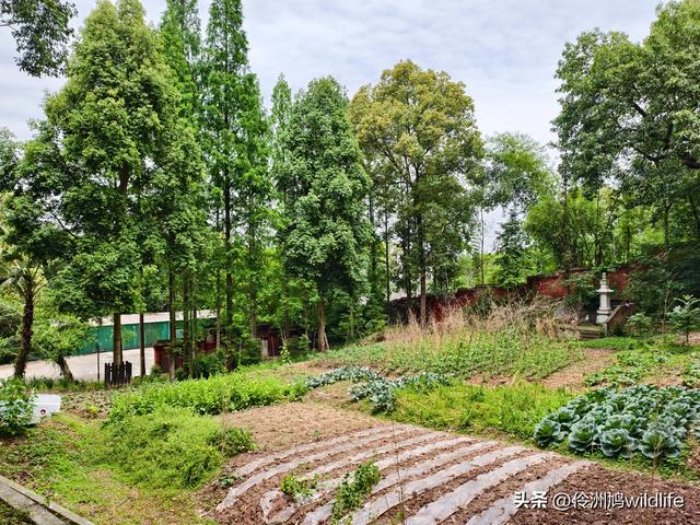 成都徒步（64）·新津篇③观音寺