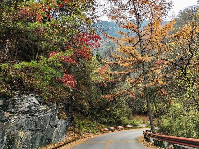 2024深秋四川行19 神农架风景区2 华中屋脊的五彩秘境