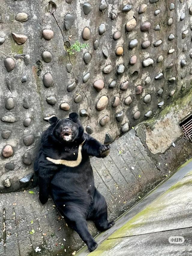 美疯了！高铁直达“四川小三亚”，花海开爆！草莓按盆吃，烧烤香迷糊！