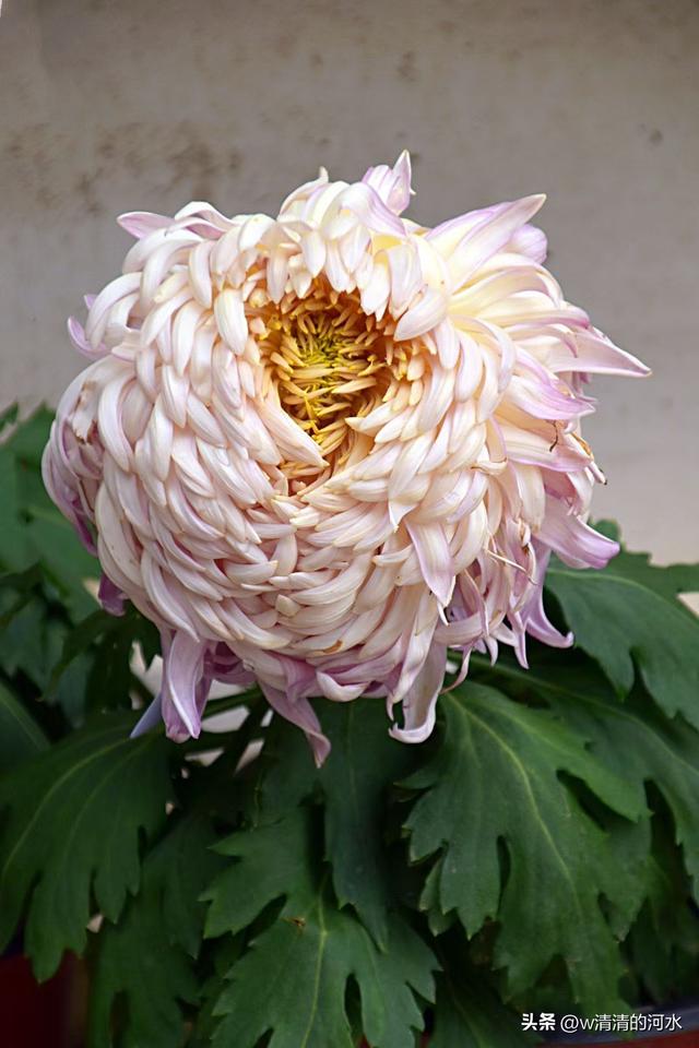 菊花是秋天里美丽的图画