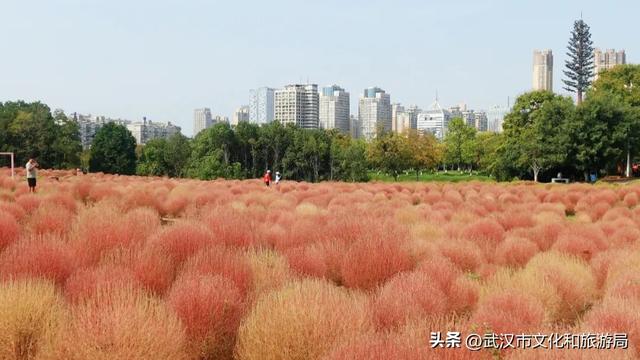 “红色地肤海”进度90%，错过再等1年！