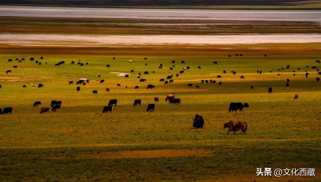 疯狂心动！哲古草原秋日限定景观，藏着西藏最野的浪漫！
