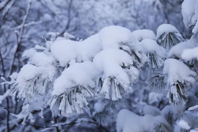 武山县太皇山：雪松琼枝绽冬韵