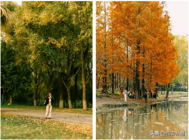 红透了！西安这片水上杉林，已进入最佳观赏期！