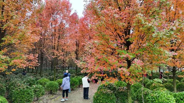 郫都横山村漫山红枫上线，快来赴一场初冬的诗意之约吧~