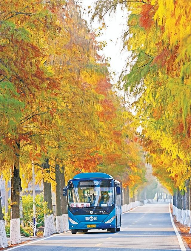 收好始兴这条线路，一天玩转艺术、古村与落羽杉，追一场岭南最绚烂的秋！