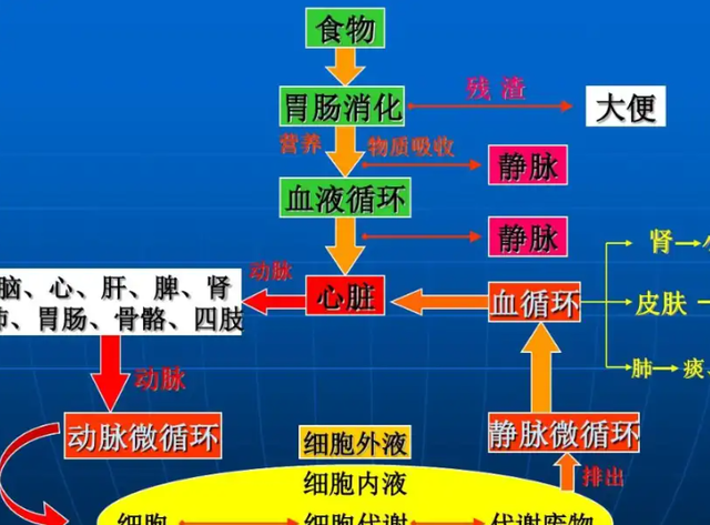 这是4种公认的“长寿”运动，每天坚持1小时，轻松活到100岁