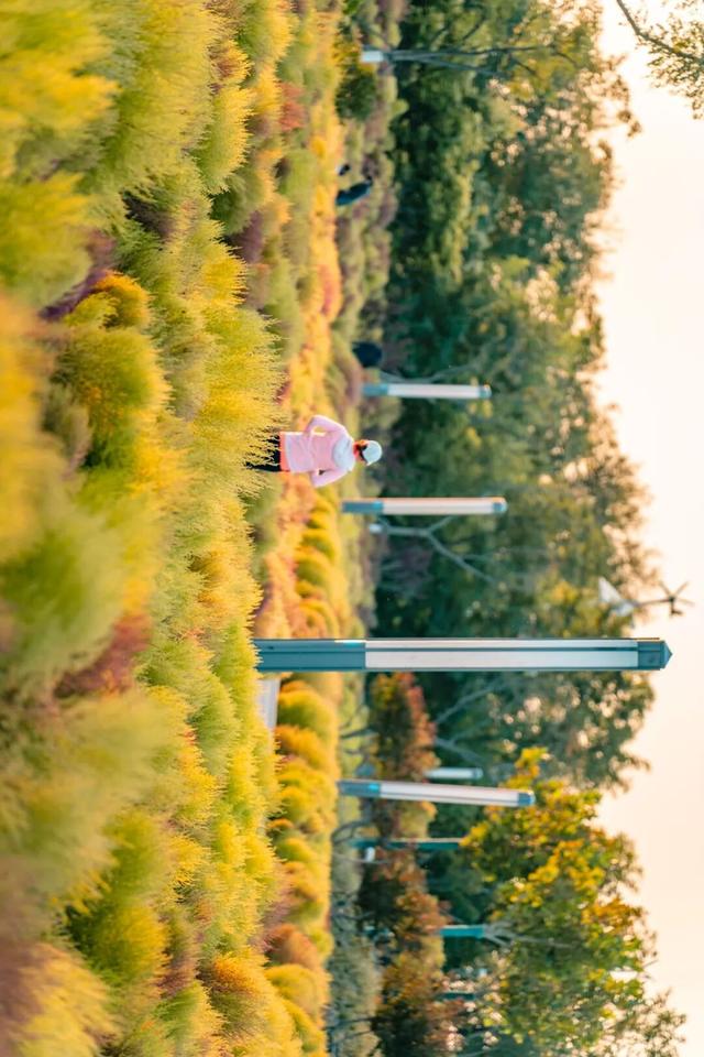 生态城的秋天，已经美得不像样了