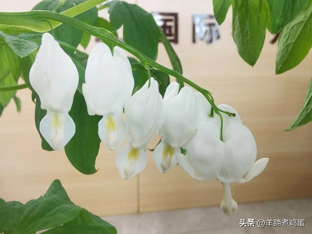 做几天洛阳人——游河南洛阳赏牡丹芬芳 总体概述(四)