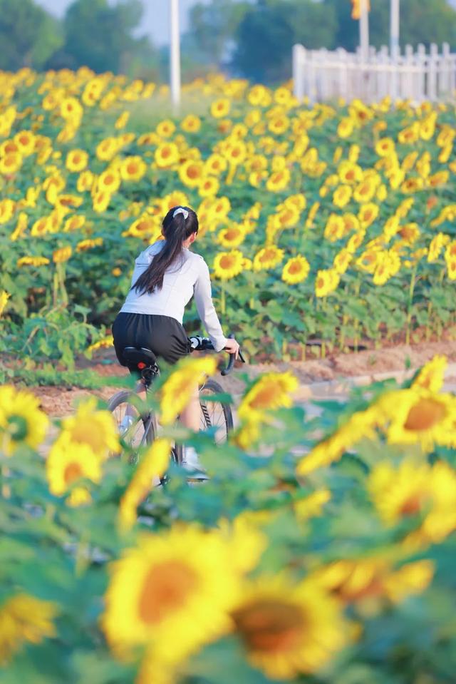 快看花开了！惊艳震撼！这么一大片！就在日照这里！