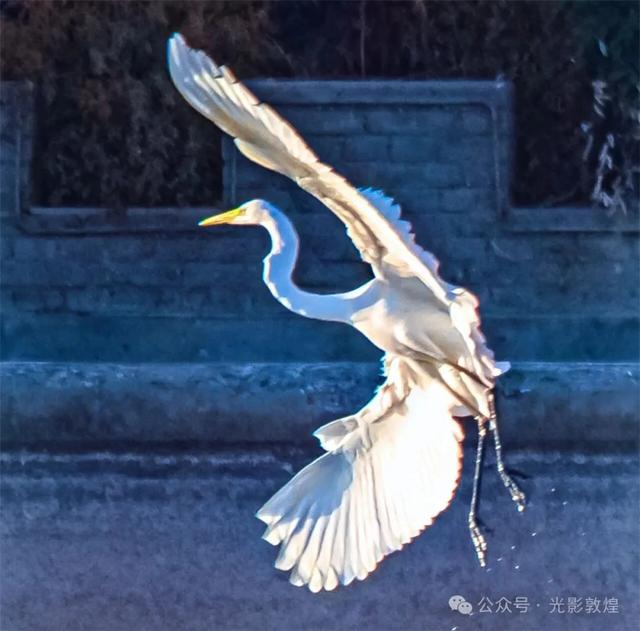 【近距离看敦煌】给党河风情线的秋色来个特写