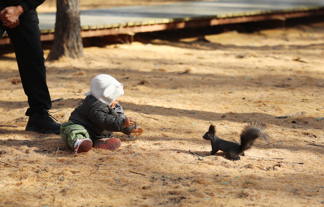 来哈尔滨欧亚之窗赏松林秋景