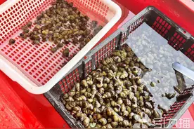 苏州明前螺蛳量大价跌 时令鱼虾日均上市700吨图片