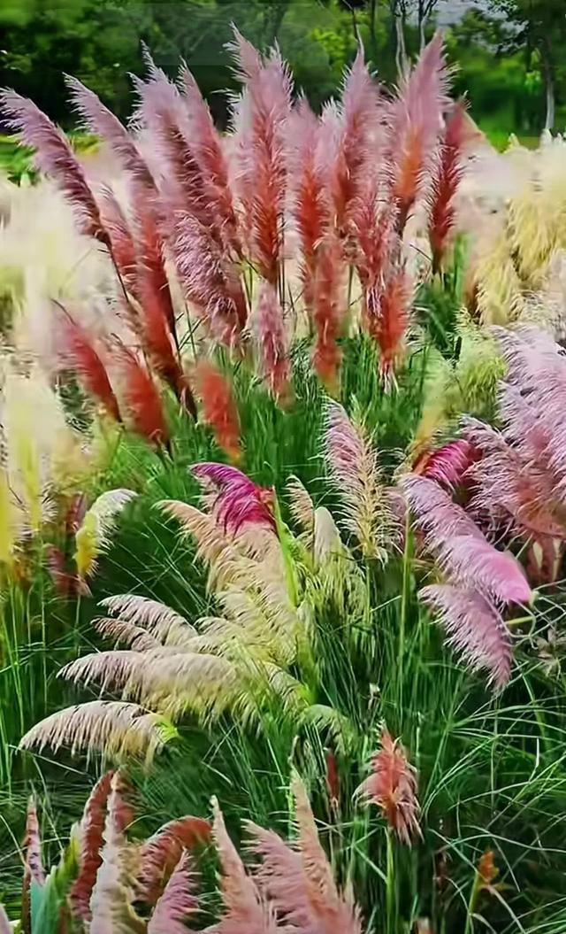 昆明芦苇拍摄秘境TOP1!居然不是草海隧道公园?