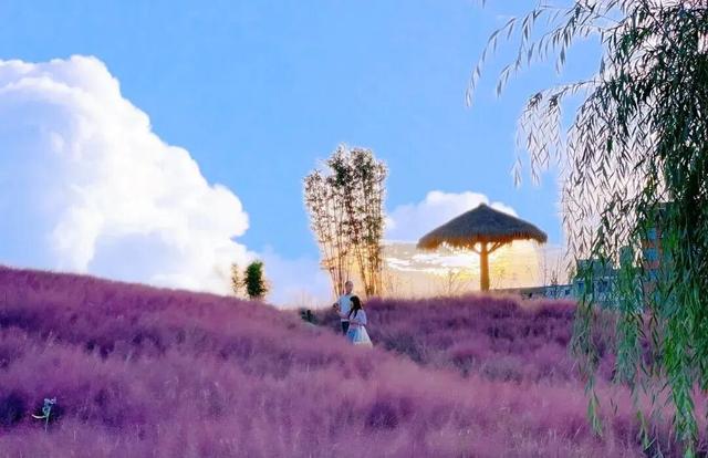 如约而至！桃花源里的浪漫粉黛你拍了吗~