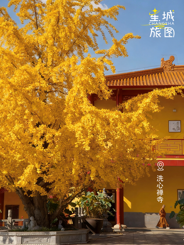 星城鎏金，银杏逐光