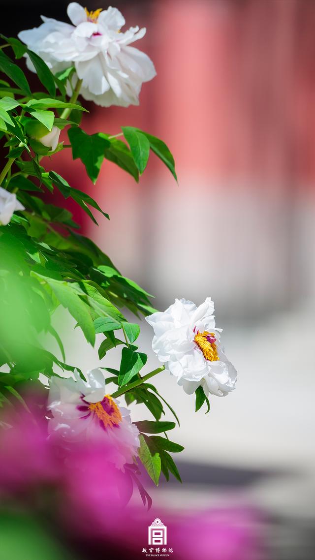 故宫的芍药牡丹，那才是真正的皇家富贵之花