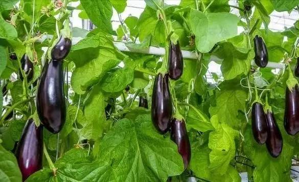 种过黄瓜的地，一定不要再种这几样菜了，种错了白忙活