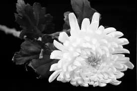 痛别！巨星陨落，享年97岁图片