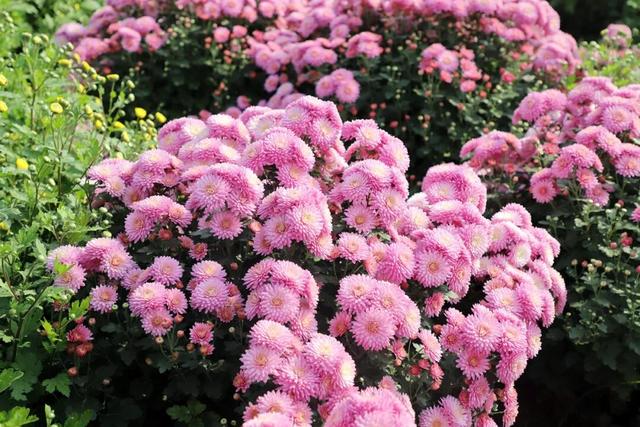 秋日撒欢？到温县赏七彩菊→