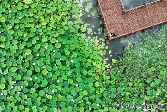 “荷”你邂逅！云中河景区荷花盛开