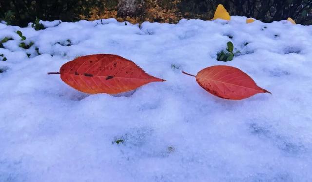 临洮秋天的雪，来啦！
