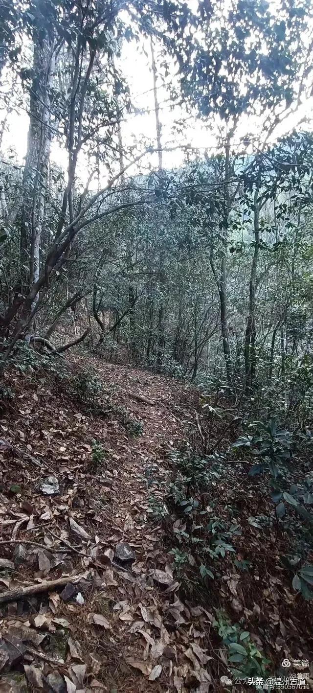 探秘楠溪江源头之三——初探这片鲜为人知的原始森林