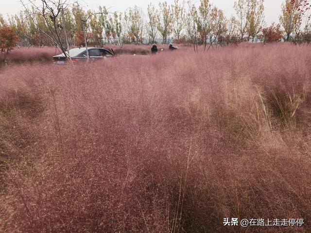 去济南黄河大堤北岸去尚粉乱黛子草