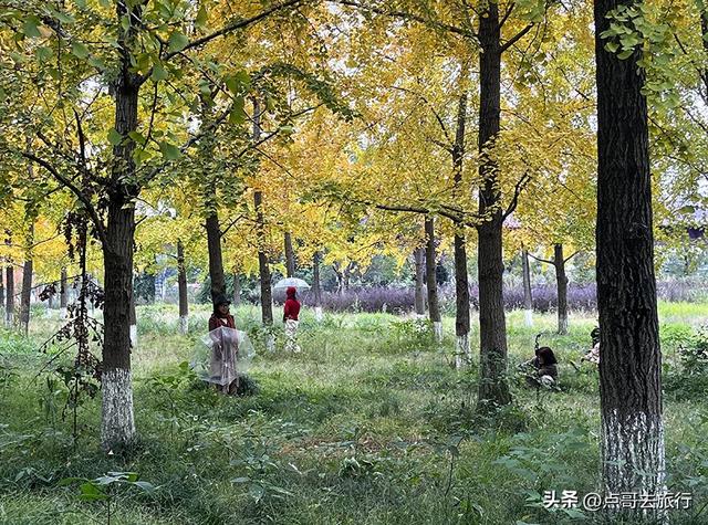 成都市区最大银杏林，金黄如海超壮观，不要门票，地铁公交直达！