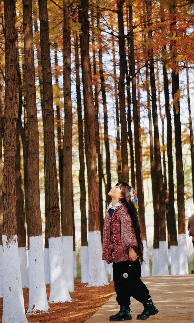 速报！长沙这个地方银杏浓度达100%，赏芦苇、砍甘蔗，遛娃惊喜超多