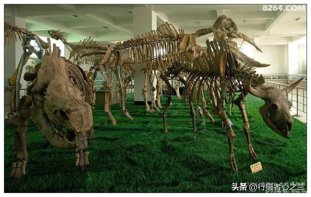 山东行游影记（27）—平邑天宇自然博物馆（二）
