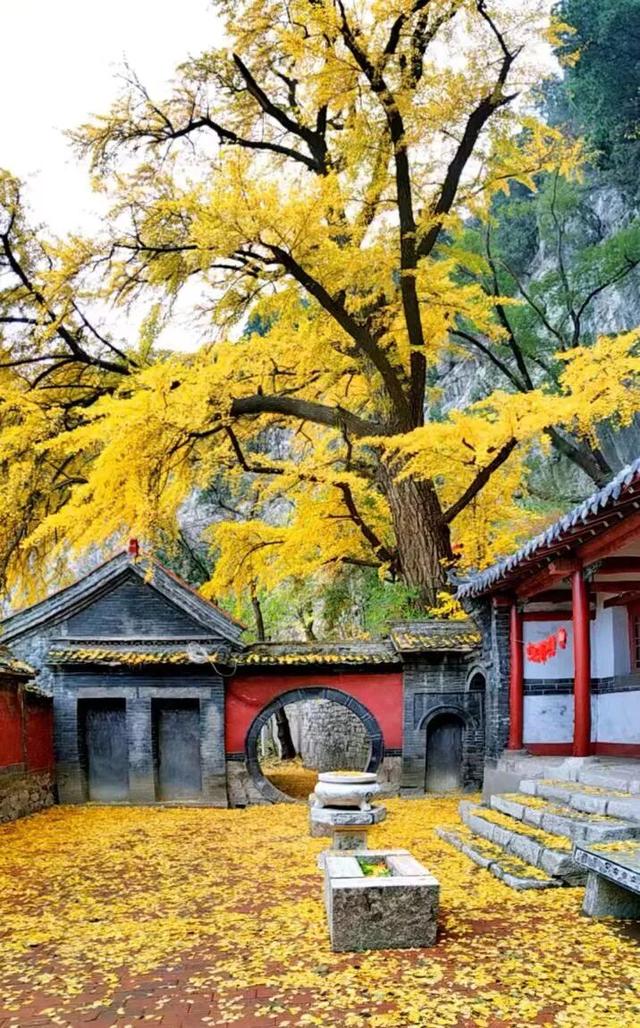 生为山东「银」，何其有「杏」！