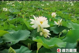 “荷”你相约！来潍坊寿光赴一场夏日浪漫之旅～图片