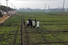 小麦可以打药施肥了！农技专家踏田指导稳生产图片