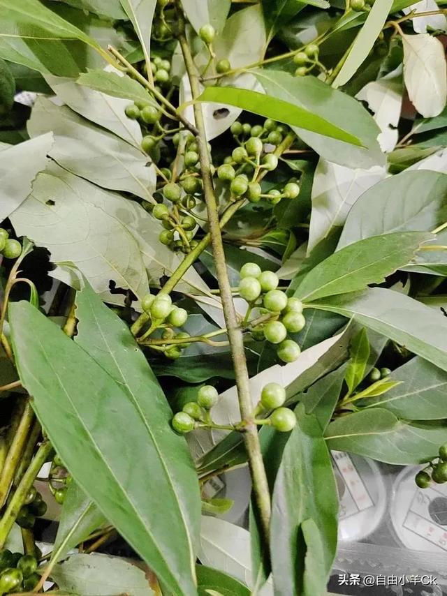 牢底坐穿警告！这10种国宝级植物，快来认识一下。