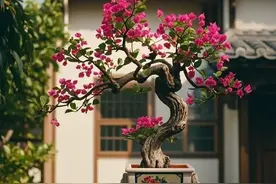 3种富贵旺家树，冬天掰根枝条回家一插就活！3年养成值钱老桩图片