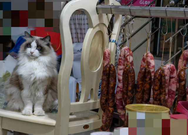 小姐姐每次加班后都在猫跟前骂老板，结果…猫第一次见老板就哈气