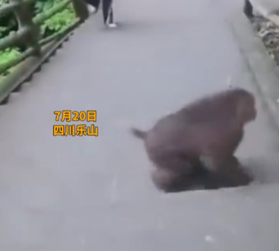 峨眉山泼猴又上热搜！多名游客遭追逐滚下山，景区回应：无法避免