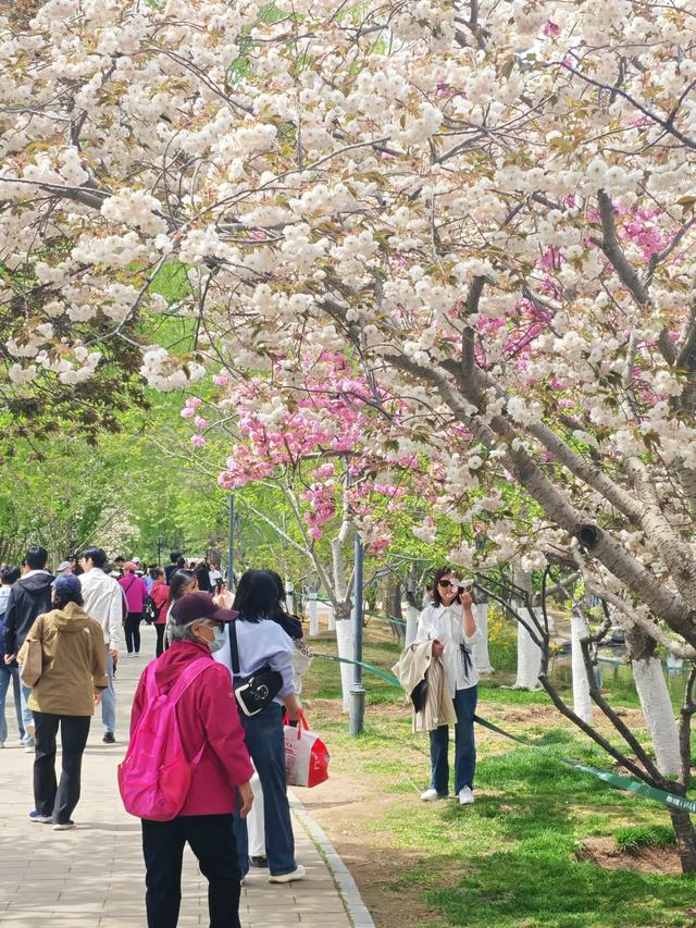 满园春色关不住 独领风骚樱花秀