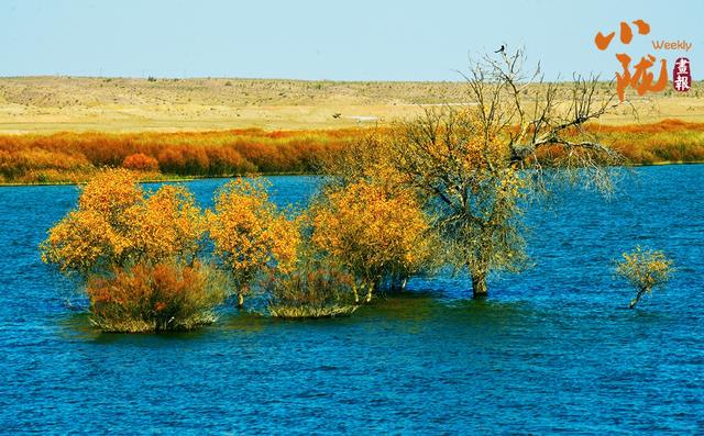 【小陇画报·435期】民勤：千顷湿地卧戈壁 续写生态新画卷